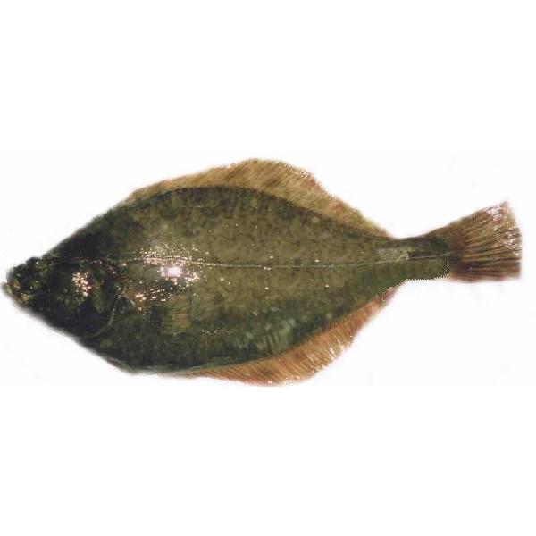 楽天市場】「活・平目50cm」活魚!約1kお刺身用 ヒラメ 楽天市場】「活・平目50cm」活魚!約1kお刺身用 ヒラメ