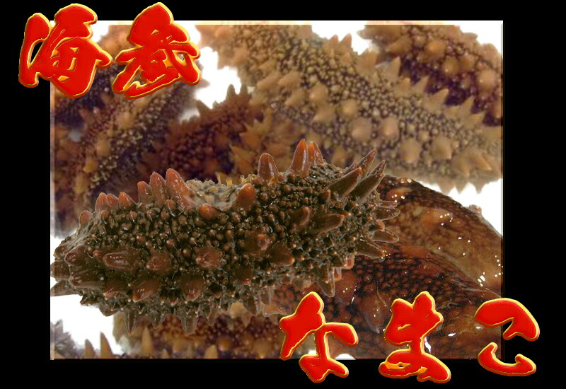 【希少】数量限定北海道産「活」 ナマコ　１Ｋｇ入り 　【smtb-TK】【smtb-tk】【k】 　 【楽ギフ_包装】【楽ギフ_のし】 【楽ギフ_のし宛書】【RCP】　10P03Sep16