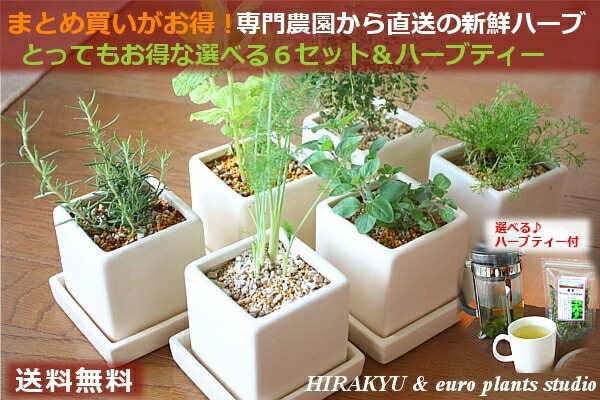 宮城県蔵王の専門農園から直送”新鮮ハーブ”