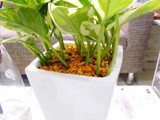 貨物輸送無料 観葉草木 ポトス 面白いことがる 観葉植物 鉢植え 物量さcmグレイド 白 真四角 トール 今日的 ポースレン 受け皿付き人 陶器 デスク 風水 開店御祝い 開業祝い 北欧 他愛無い 頑強 鉢植え 風水 花言葉 赫々たるな明るさ 御持たせ 式典 内祝い 御持たせ 乙