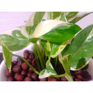 送料無料 ハイドロ カルチャー 観葉 植物 ポトス エンジョイ 観葉植物 ハイドロカルチャー 高さ15cm程度 ピンク オーバル 陶器 受賞 ホワイト 陶器 デスク 誕生日 風水 ユーロプランツ お祝い おしゃれ 開店祝い 誕生日 北欧 簡単 丈夫 鉢植え 風水 ギフト 花言葉