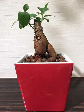 送料無料 ハイドロ カルチャー 観葉 植物 ガジュマルの木 観葉植物 ガジュマル レッド スクエア 高さ15cm程度 ハイドロ ガジュマルの木 多幸の木 陶器 がじゅまる がじゅまるの木 デスク 誕生日 風水 ギフト ユーロプランツ スタジオ お祝い おしゃれ Educaps Com Br