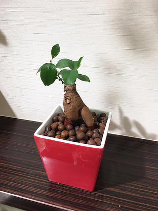 送料無料 ハイドロ カルチャー 観葉 植物 ガジュマルの木 観葉植物 ガジュマル レッド スクエア 高さ15cm程度 ハイドロ ガジュマルの木 多幸の木 陶器 がじゅまる がじゅまるの木 デスク 誕生日 風水 ギフト ユーロプランツ スタジオ お祝い おしゃれ Maisons Coudrelle Fr