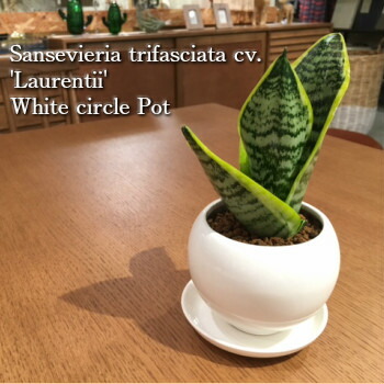 楽天市場 送料無料 観葉植物 サンセベリア ローレンティー コンパクタ 鉢植え 受け皿付き 高さ15cm程度 観葉植物 白 陶器 ホワイト ラウンド サンスベリア 空気清浄樹 誕生日 ギフト ユーロプランツ ゆーろ ぷらんつ 土植え 観葉 北欧 ギフト 記念日 誕生日