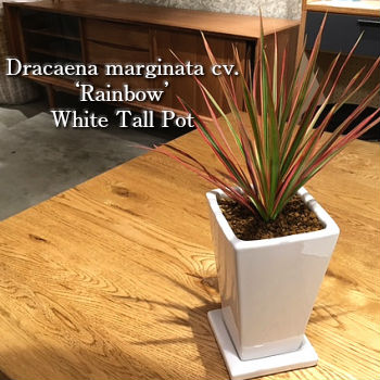 送料無料 観葉植物 ドラセナ レインボー 鉢植え 高さcm程度 観葉植物 ホワイト トール スクエア 受け皿付き 土植え 真実の木 白 陶器 デスク 誕生日 風水 ギフト ユーロプランツ スタジオ お祝い おしゃれ 日陰 インテリア 北欧 加湿器 簡単 丈夫 ミニ観葉 Educaps Com Br