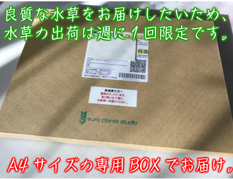 楽天市場 送料無料 エアープランツ ウスネオイデス 太葉 10品種から選べる エアプランツ お得セット エアプランツ スパニッシュモス チランジア ティランジア 壁掛け 選べる10品種 インテリア 植物工房ユーロプランツスタジオ 観葉植物 ユーロプランツスタジオ