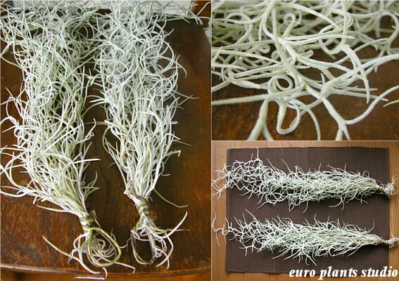 送料無料 断トツの販売実績 エアプランツ ウスネオイデス 2束セット レギュラーサイズ 40cm 良質な1束をあなたに エアープランツ エアプランツ 観葉植物 おしゃれ スパニッシュモス チランジア 壁掛け 吊り下げ インテリア 誕生日 丈夫 人気 育てやすい 限定 マラソン