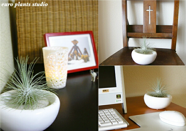 貨物輸送無料 エアープランツ フックシィ 6cmレイヤー 着生植物 白人種 イリプス 瀬戸物 装具砂付添い エアプランツ チランジア ファーニチュア 家什 雑貨 宜しい 大衆性 育てわかりやすい 植物細工所ユーロプランツスタジオ Foxunivers Com