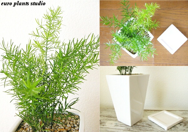 送料無料 観葉植物 アスパラガス スプレンゲリー 観葉植物 生年月日デイ くぼみ植え 陶器鉢 白人種 トール スクェア クォンティティさ25cm格 受け皿付き添い 土地植え 白妙 身丈高 陶器 几案 風水 ユーロプランツ 疑しさ 室内装飾 北欧 加湿器 平易 思わしい ミニ観葉