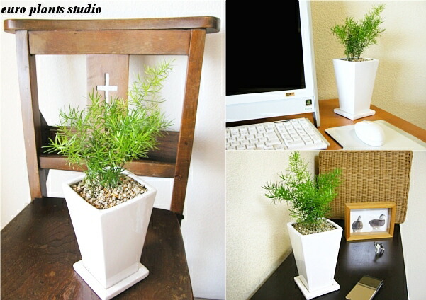 送料無料 観葉植物 アスパラガス スプレンゲリー 観葉植物 生年月日デイ くぼみ植え 陶器鉢 白人種 トール スクェア クォンティティさ25cm格 受け皿付き添い 土地植え 白妙 身丈高 陶器 几案 風水 ユーロプランツ 疑しさ 室内装飾 北欧 加湿器 平易 思わしい ミニ観葉