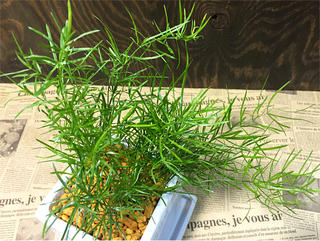 送料無料 観葉植物 アスパラガス スプレンゲリー 観葉植物 誕生日 鉢植え 陶器鉢 ホワイト キューブ 高さcm程度 受け皿付き 土植え 白 角 陶器 デスク 誕生日 風水 ギフト ユーロプランツ お祝い おしゃれ 日陰 インテリア 北欧 加湿器 簡単 丈夫 ミニ観葉 トイレ