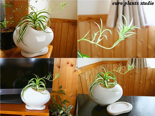 送料無料 観葉植物 小さい おしゃれ オリヅルラン ボニー ホワイト エッグ ポット 観葉 ミニ観葉 鉢植え 陶器 ラン 室内 植物工房ユーロプランツスタジオ Educaps Com Br