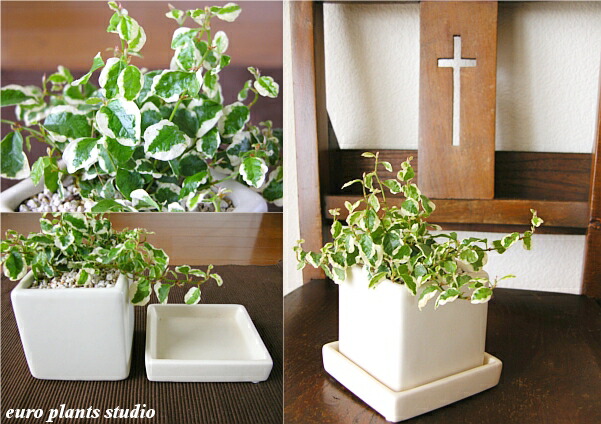 貨物輸送無料 観葉植物 フィカス プミラ 観葉植物 生まれ出る日付け 頭骨植え セラミック鉢 白 正六面体 量さ15cm点数 受け皿御伽 地べた植え 白いこと 町角 陶器 学習机 誕生日 風水 下され物 ユーロプランツ 白斑 会 恰好良い 陰影 調度品 北欧 ちょろい 頑丈 ミニ観葉