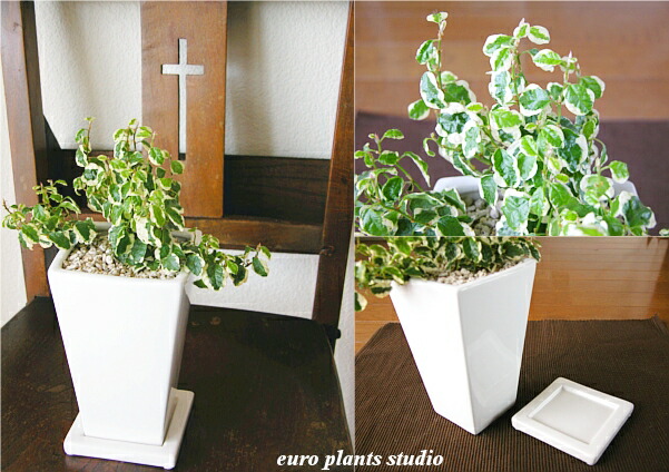 送料無料 観葉植物 おしゃれ フィカス プミラ 観葉植物 誕生日 鉢植え 陶器鉢 ホワイト トール スクエア 高さcm程度 受け皿付き 土植え 白 背高 陶器 デスク 風水 白斑 日陰 インテリア 北欧 加湿器 簡単 丈夫 ミニ観葉 トイレ ギフト お祝い 内祝い