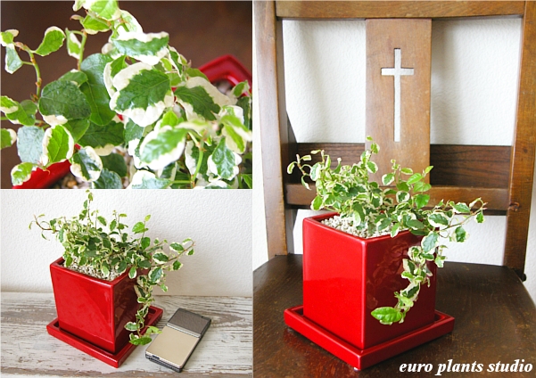 送料無料 観葉植物 フィカス プミラ 観葉植物 誕生日 鉢植え 陶器鉢 レッド スクエア キューブ 高さ15cm程度 受け皿付き 土植え 白 丸 陶器 デスク 誕生日 風水 ギフト 白斑 お祝い おしゃれ 日陰 インテリア 北欧 加湿器 簡単 丈夫 ミニ観葉 トイレ