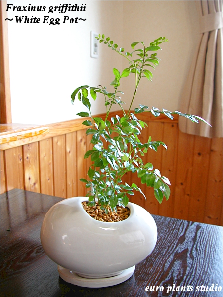 貨物輸送無料 観葉植物 洒落た シマトネリコ 鉢植え 家具 白色 エッグ ポット 室内 植物細工所ユーロプランツスタジオ Hotjobsafrica Org