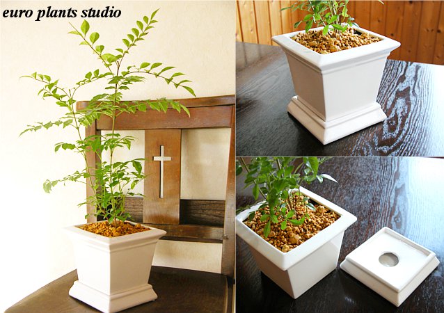 送料無料 観葉植物 おしゃれ シマトネリコ 鉢植え インテリア 室内 ホワイトスクエアポット 植物工房ユーロプランツスタジオ Letempslev K7a Com