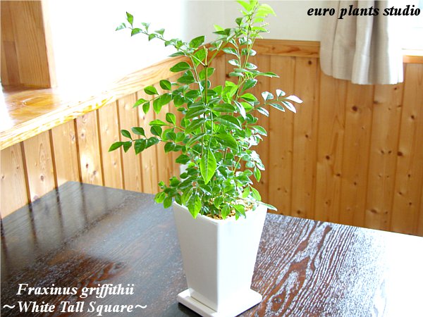 楽天市場 送料無料 観葉植物 小さい おしゃれ シマトネリコ 鉢植え インテリア 室内 ホワイト トール ポット 観葉 ミニ観葉 ミニ 観葉 植物工房ユーロプランツスタジオ 観葉植物 ユーロプランツスタジオ