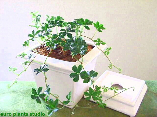 送料無料 観葉植物 おしゃれ シュガーバイン 鉢植え プレゼント cm程度 ホワイト スクエア モダン 白 鉢植え 陶器 シュガーパイン つる性 土植え デスク 誕生日 風水 ギフト ユーロプランツ スタジオ お祝い インテリア 家具 雑貨 新築 花言葉 すこやか Maisons