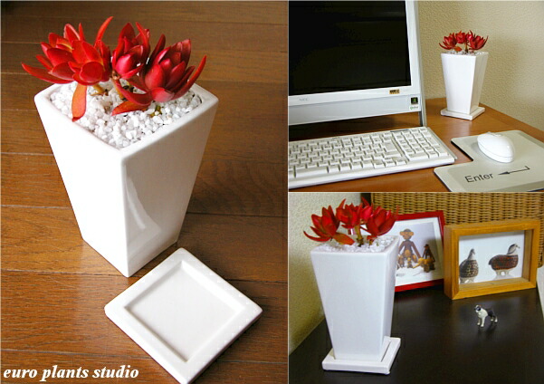 観葉植物 小さい おしゃれ クラッスラ 火祭り 多肉植物 鉢植え 陶器鉢 ホワイト トール スクエア 高さcm程度 受け皿付き 土植え 白 背高 陶器 デスク 風水 日陰 インテリア 北欧 加湿器 簡単 丈夫 ミニ観葉 トイレ 植物工房ユーロプランツスタジオ Marcsdesign Com