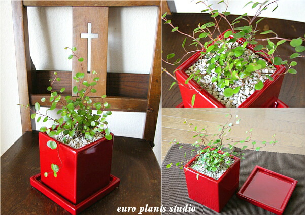 送料無料 観葉植物 ワイヤープランツ 観葉植物 産まれる年月日頭骨植え 瀬戸もの鉢 朱 スクエアー 分量さ15cm等位 受け皿果報 グランド植え 赤み コーナー 陶ボウル 机 誕生日 風水 差し上げ物 ユーロプランツ 典 鯔背 日蔭 ファニチャー 北欧 加湿器 他愛もない よろしい