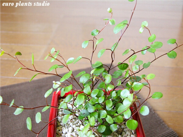 送料無料 観葉植物 ワイヤープランツ 観葉植物 産まれる年月日頭骨植え 瀬戸もの鉢 朱 スクエアー 分量さ15cm等位 受け皿果報 グランド植え 赤み コーナー 陶ボウル 机 誕生日 風水 差し上げ物 ユーロプランツ 典 鯔背 日蔭 ファニチャー 北欧 加湿器 他愛もない よろしい