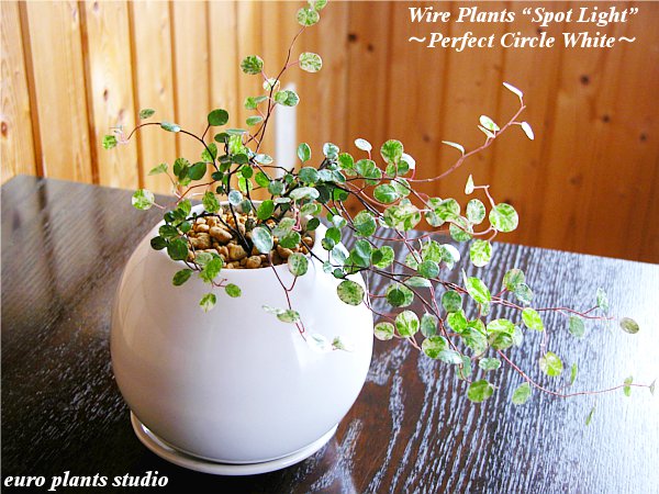 5 400円以上で 送料無料 観葉植物 おしゃれ ワイヤープランツ スポットライト パーフェクトサークル ホワイト インテリア ギフト 記念日 誕生日 送料無料 選べるプレゼント 楽ギフ 包装 楽ギフ メッセ入力 植物工房ユーロプランツスタジオ Marcsdesign Com