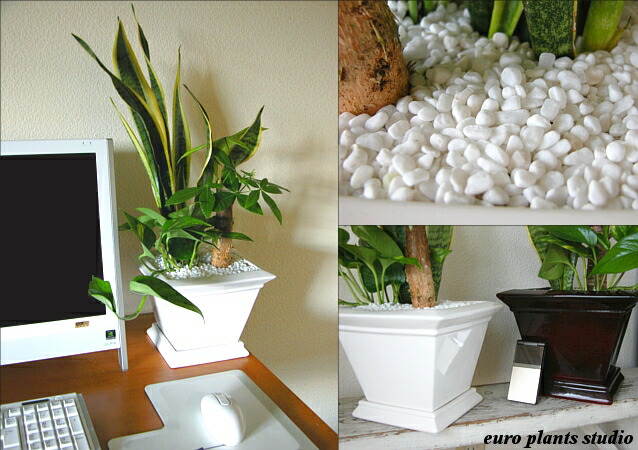 送料無料 観葉植物 おしゃれ パキラ サンセベリア ポトス オリジナル寄植え 高さ25cm程度 ビッグ スクエア インテリア ギフト 寄せ植え 土植え 金運 発財樹 白 角 陶器 デスク 誕生日 風水 ギフト お祝い おしゃれ 北欧 加湿器 丈夫 ミニ観葉 トイレ Educaps Com Br