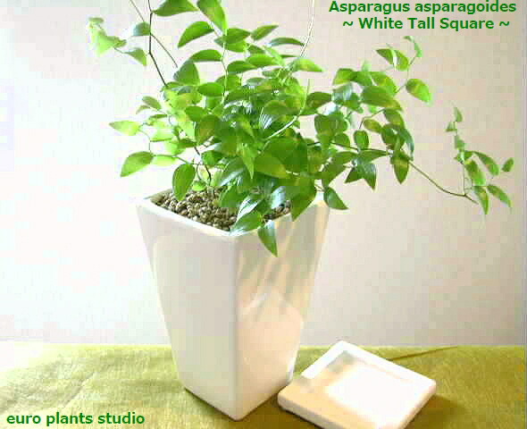 楽天市場】観葉植物 スマイラックス（アスパラガス アルブス） 5号