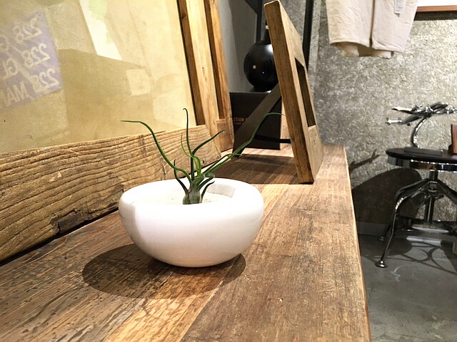 楽天市場 送料無料 エアープランツ ブルボーサ 6cm程度 エアプランツ ホワイト イリプス 陶器 飾り砂付き エアプランツ チランジア ブルボサ インテリア 家具 誕生日 丈夫 人気 育てやすい 植物工房ユーロプランツスタジオ 観葉植物 ユーロプランツスタジオ