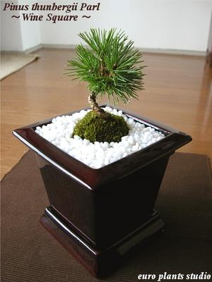 auc-eps | Rakuten Global Market: -Black pine and natural mountain ... auc-eps | Rakuten Global Market: -Black pine and natural mountain ...