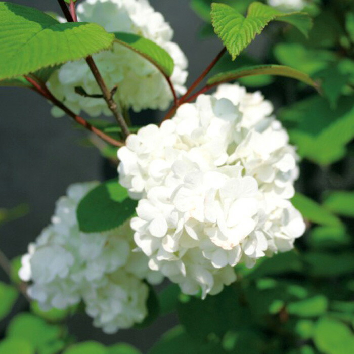 オオデマリ(大手鞠 テマリバナ)白花 植木 庭木 花木 苗木 落葉低木|ESTOAH.home エストアホーム