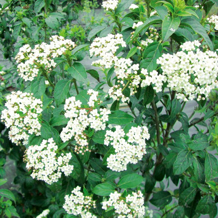 楽天市場 ビバーナム ティヌス トキワガマスミ 白花 生垣 植木 庭木 苗木 花木 常緑低木 Estoah Home エストアホーム