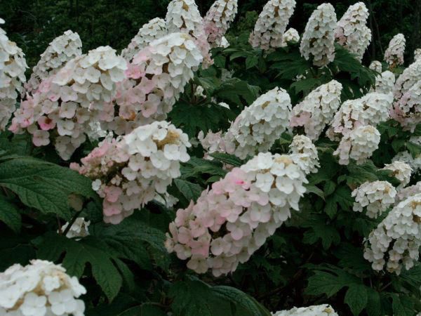 楽天市場 アジサイ 紫陽花 カシワバアジサイ 柏葉紫陽花 白花 植木 庭木 苗木 落葉低木 エストアガーデン