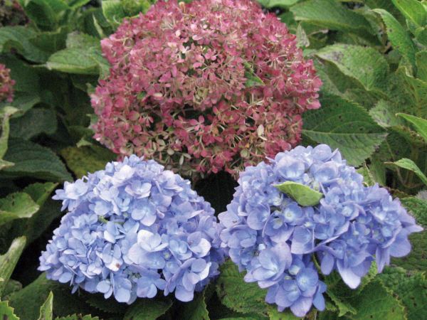 最安値に挑戦 楽天市場 アジサイ 紫陽花 四季咲性 手毬状 植木 庭木 苗木 エストアガーデン お1人様1点限り Www Lexusoman Com