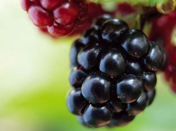 ブラックベリー（大株）木苺 食用可 果実 植木 庭木 苗木 低木 落葉半つる
