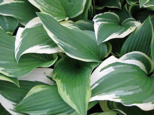 擬宝珠（ギボウシ）ホスタ・パトリオット（大株） 外斑入り 植木 庭木 多年草