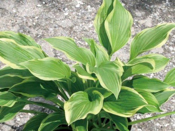 楽天市場】ギボウシ苗 (ホスタ) フレグラントファイアー（中型外斑