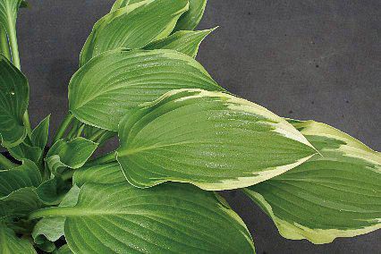 楽天市場】ギボウシ苗 (ホスタ) フレグラントファイアー（中型外斑