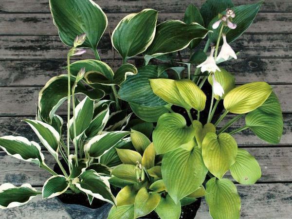 ☘️ホスタＡ【香フレグラントファイア】 ☘️ホスタA【香フレグラントファイア】 ☘️ホスタA【香フレグラント