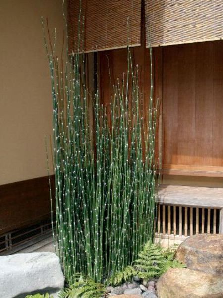 【10%OFF！百貨店SALE特価】 オオトクサ（大株） 和風運動場 映写幕植栽 植木 庭木 花やしき 常緑