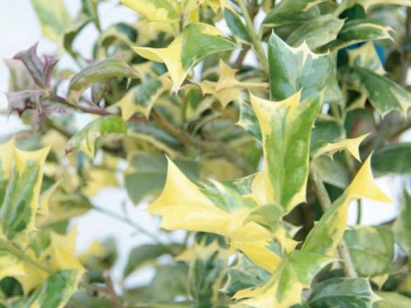 人気が高い ホーリー オースプリング モチノキ 斑入り 食用不可 植木 庭木 苗木 耐寒性常緑広葉低木 60 Off Lexusoman Com