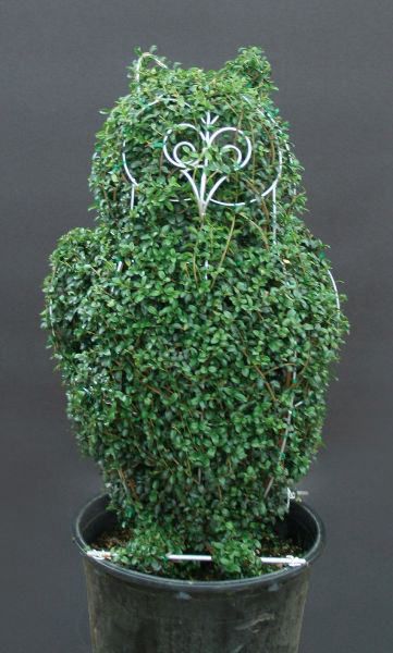 【10%OFF！百貨店SALE特価】 トピアリー・フクロウ（キンメツゲ（金芽ツゲ）） 愛くるしい毛の荒物 記号 植木 オブジェ