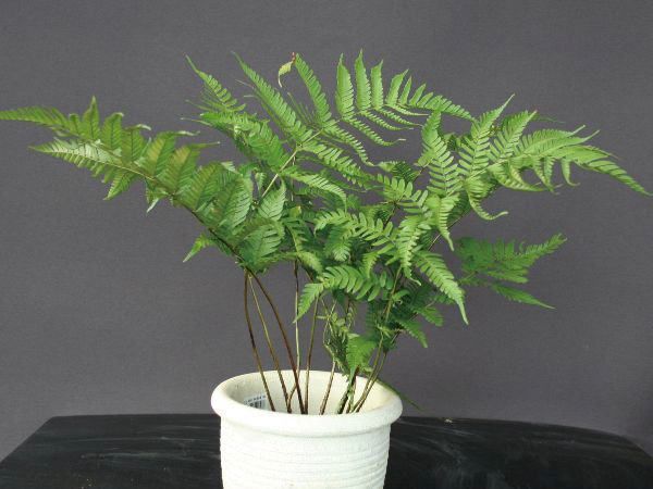 楽天市場】選べるガーデンファーン耐寒性シダ日陰の庭に緑を！1株