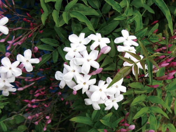 楽天市場】緑のカーテン ツル性植物 ビグノニア（大株） カレー