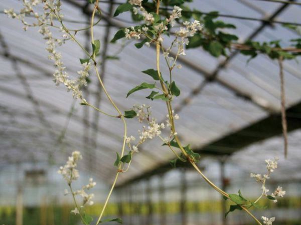 楽天市場】緑のカーテン ツル性植物 スイカズラ 吸い葛（大株）白