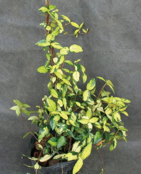 緑のカーテン ツル性植物で日除け 暑さ対策 省エネ対策 ポイント3倍 8 16まで 緑のカーテン 植木 緑のカーテン ツル性植物 ツル性植物 テイカカズラ 定家葛 オウゴンニシキ 大株 斑入り 紅葉 白花 常緑つる性低木 エストアガーデン