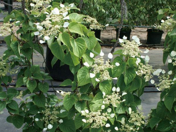 楽天市場】緑のカーテン ツル性植物 ビグノニア（大株） カレー