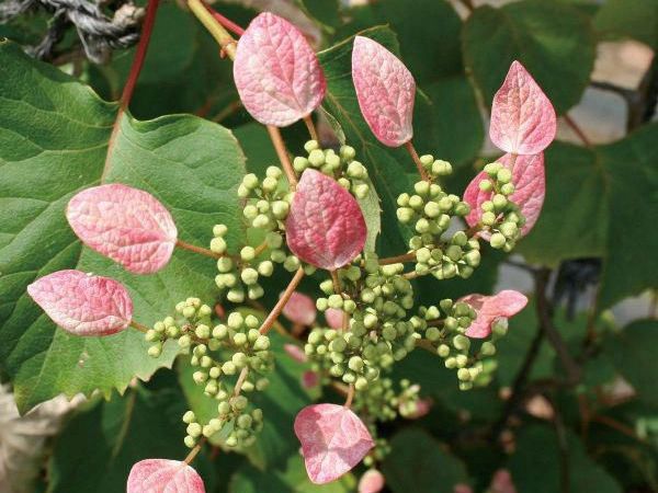 楽天市場】緑のカーテン ツル性植物 スイカズラ 吸い葛（大株）白