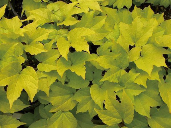 Amazon | 緑のカーテン スイカズラ 吸い葛(大株)白・黄色花 香り